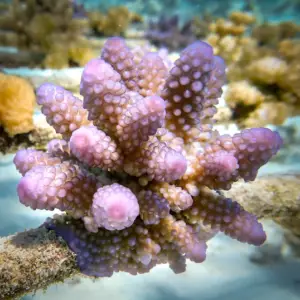Adoptez un corail