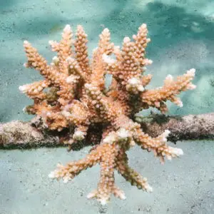 Acropora muricata