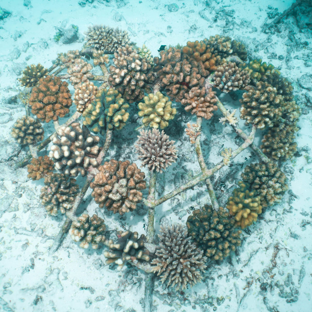 Heart reef | 45 fragments