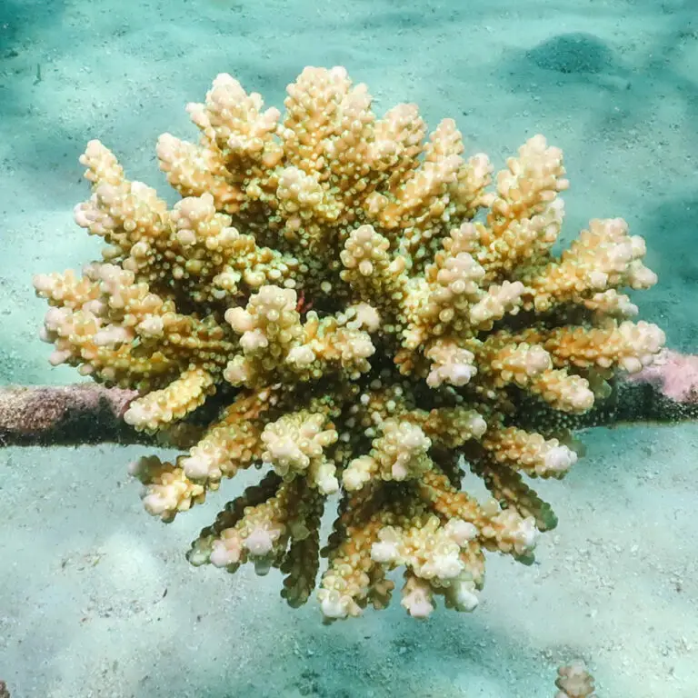 Acropora secale, The Coral Planters