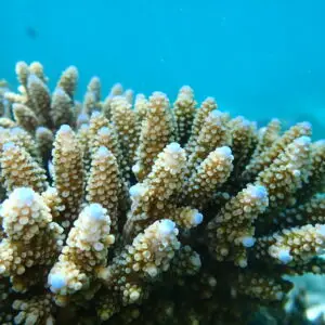 Acropora nasuta, The Coral Planters