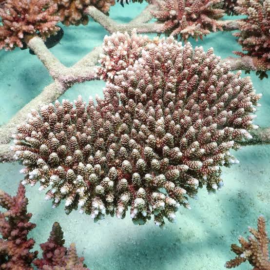 Acropora hyacinthus, The Coral Planters