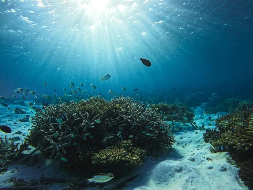 TheCoralPlanters_HomePage