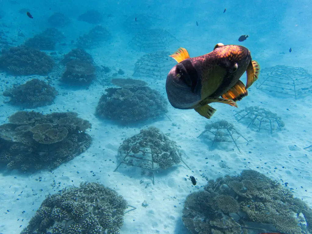 Parrot fish ©Amelie Carraut - The Coral Planters