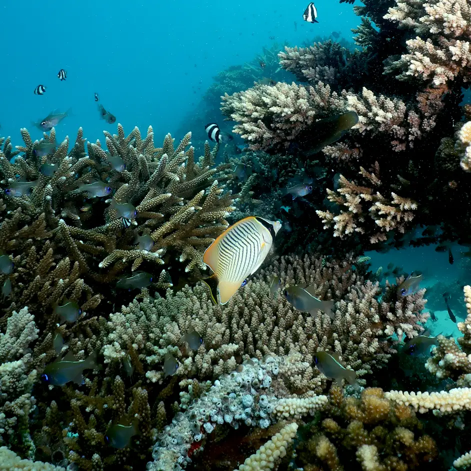 Poisson Papillon ©The Coral Planters