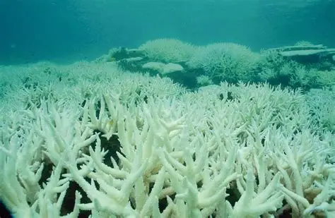 Dead coral, the coral planters
