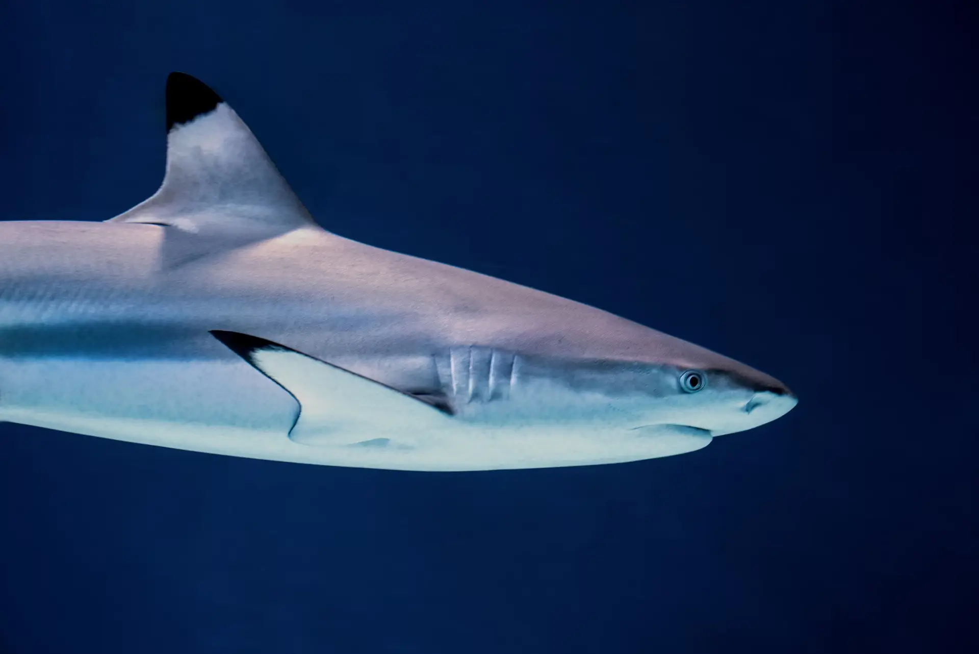 Requin à pointes noires