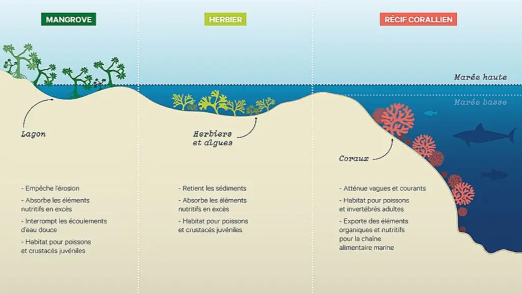 Mangroves, herbiers marins et récifs coralliens, des écosystèmes en étroite interaction.