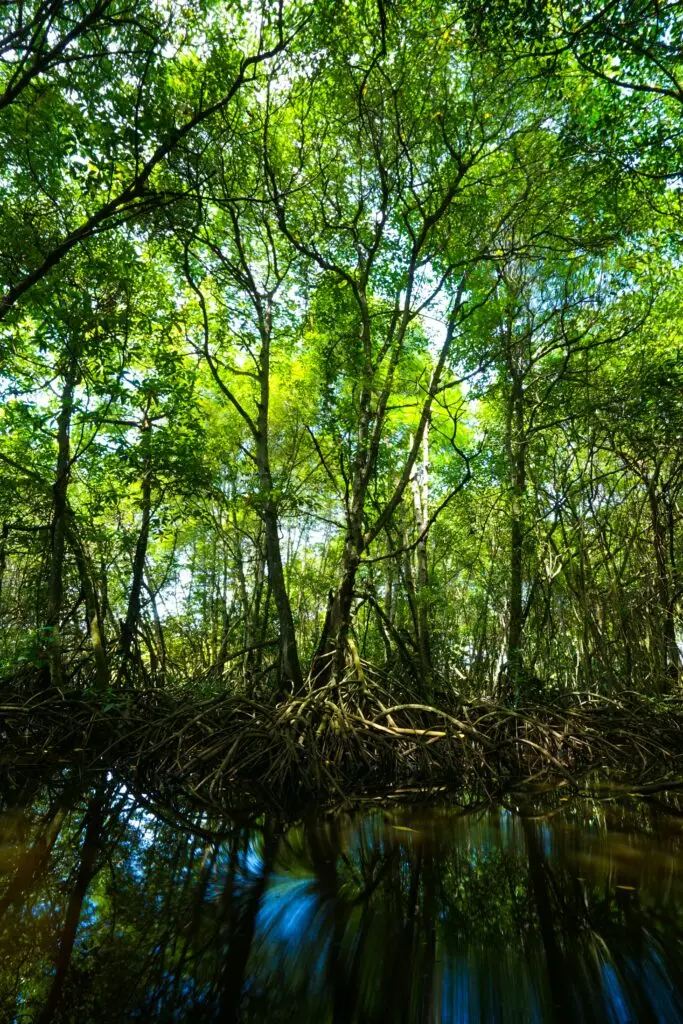 Les mangroves, présentes dans les zones tropicales et subtropicales, couvrent environ 137 760 km² de surface terrestre . Elles jouent un rôle vital en protégeant les côtes contre l'érosion et les tempêtes, et en servant de nurserie pour de nombreuses espèces marines. On y retrouve jusqu’à 80 espèces différentes. Les racines des mangroves filtrent les sédiments et les polluants, améliorant ainsi la qualité de l'eau côtière. 67% des mangroves mondiales étaient intactes en 2020, a rapporté la FAO (Organisation des Nations unies pour l'alimentation et l'agriculture). 0,13% des mangroves disparaissent chaque année. Ce qui a des conséquences graves non seulement pour la biodiversité, mais aussi pour les communautés humaines qui dépendent de ces écosystèmes pour leur subsistance. Les mangroves soutiennent les communautés côtières en leur offrant des ressources naturelles essentielles et en protégeant leurs habitations contre les catastrophes naturelles. Les mangroves ont une importance culturelle et éducative, servant de sites pour des activités traditionnelles, des recherches scientifiques et des programmes d'éducation environnementale. bénéfique pour la sécurité alimentaire des communautés côtières et marines en soutenant des pêcheries productives et diversifiées.