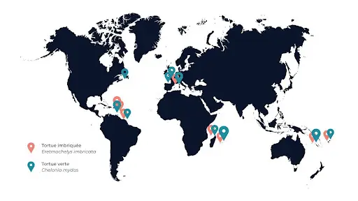 Carte représentative de la distribution géographique des tortues imbriquées et des tortues vertes dans le monde