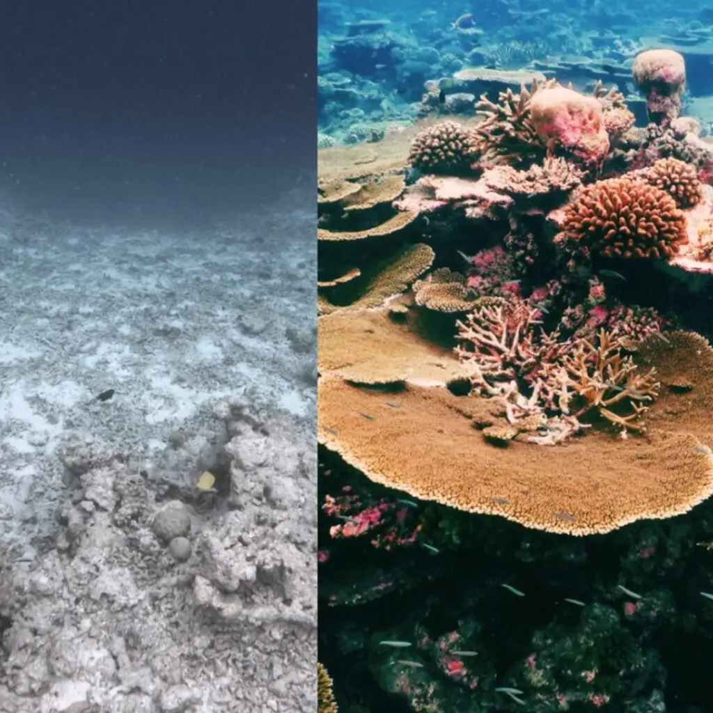 Photo structure before / after The Coral Planters