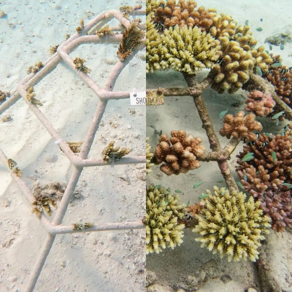 Photo structure before / after The Coral Planters