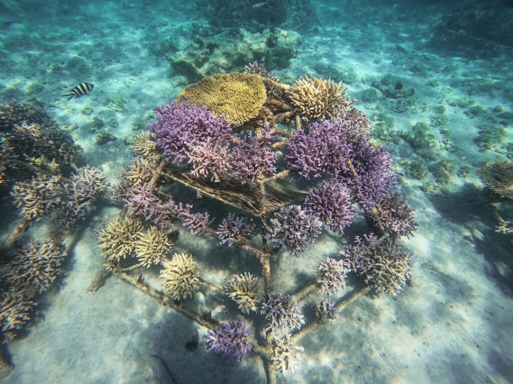 Rodrigues Island Reef
