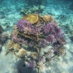 recif-rodrigues-thecoralplanters