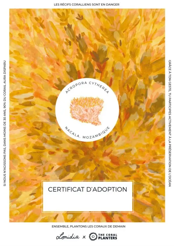 Acropora cytherea – Image 3