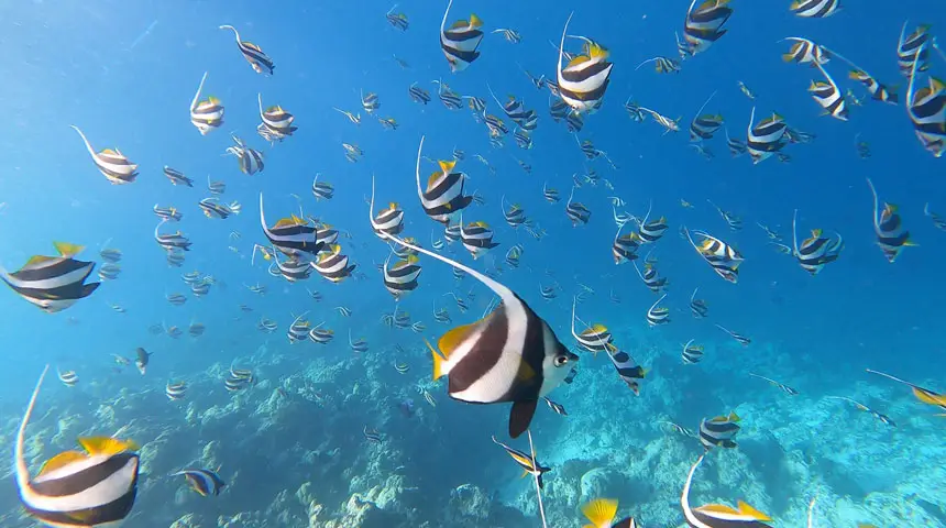 Poisson papillon dans un récif corallien