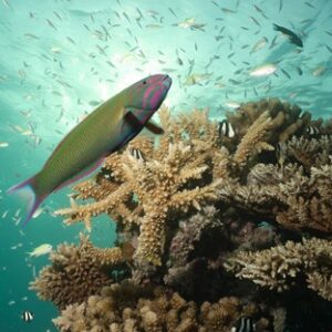 Reefscapers (5)a