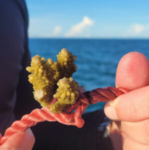 fragment-corail-thecoralplanters-coraux