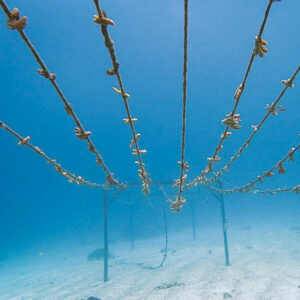 ligne-nurserie-corail-thecoralplanters