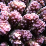 mecenat-page-thecoralplanters