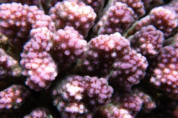 Adoptez un corail – Image 3