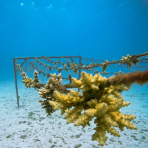 nurserie-thecoralplanters-mozambique