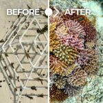 recif-avant-apres-corail-thecoralplanters