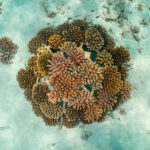 recif-reef-small-thecoralplanters