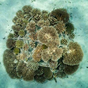 thecoralplanter-plant-reef