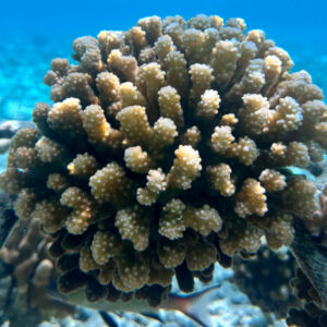 thecoralplanters-plant-coral