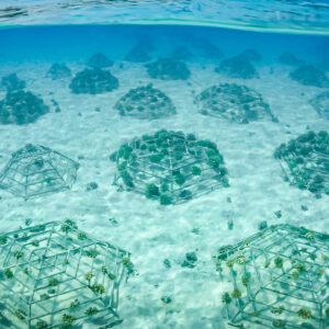 thecoralplanters-reef-corail