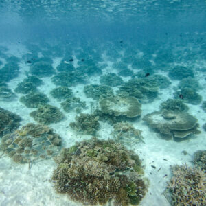 thecoralplanters-reef-recif-ocean