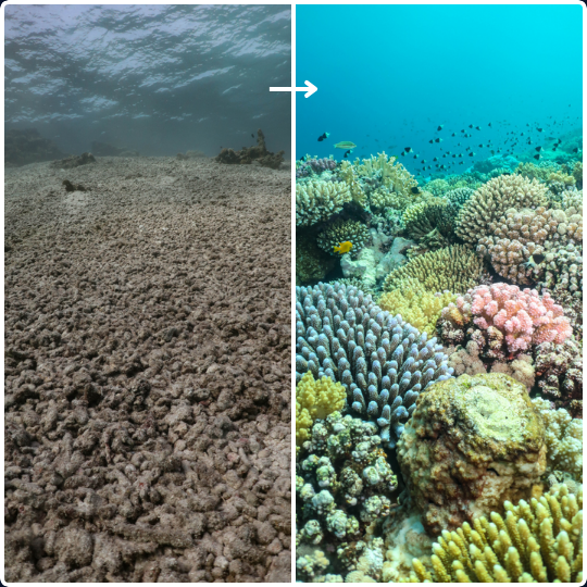 The Coral Planters - before after