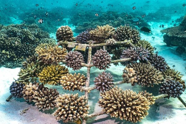 12-The-Coral-Planters-Restauration-Copie