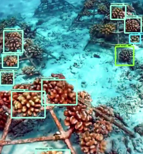 AI for Corals-2