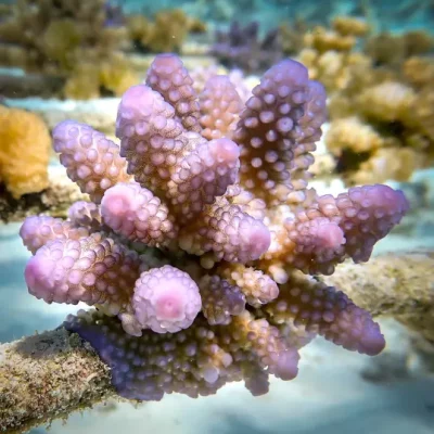 coral-planted-thecoralplanters
