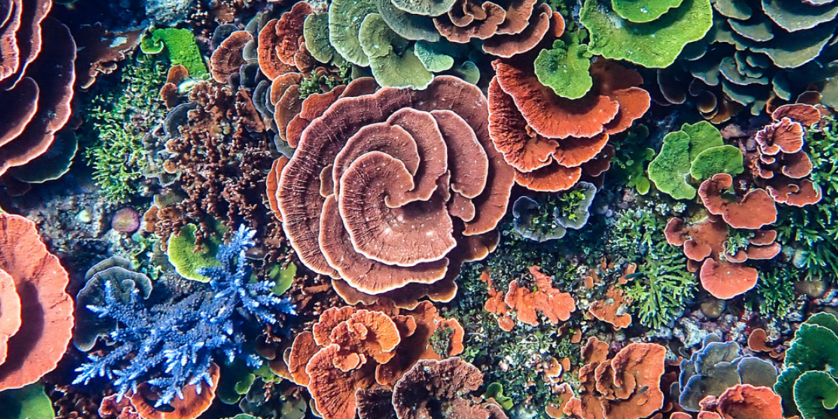 indonesia-thecoralplanters-coral-reef