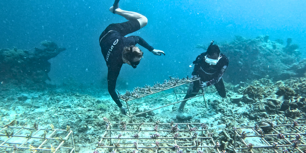 indonesia-thecoralplanters-reef-restoration-coral