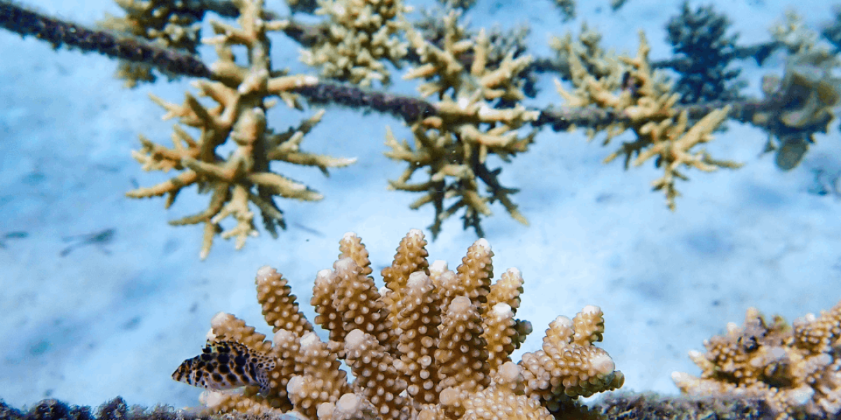 mozambique-thecoralplanters-coral