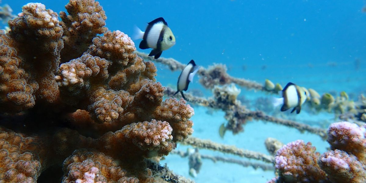 nurserie-mozambique-thecoralplanters