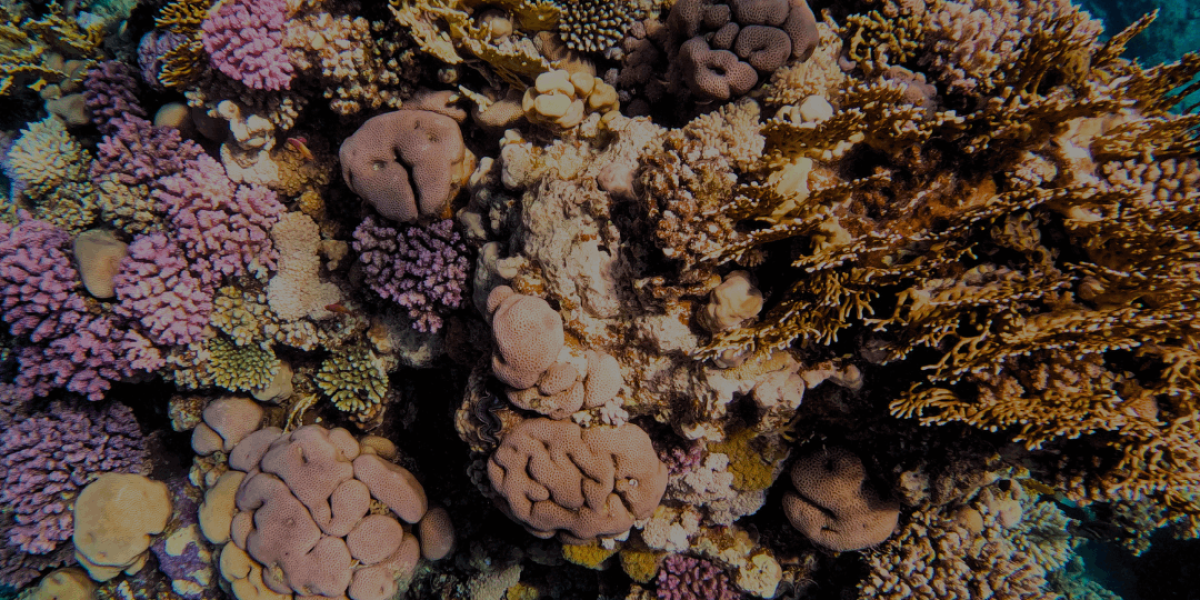 rapport-impact-2025-thecoralplanters