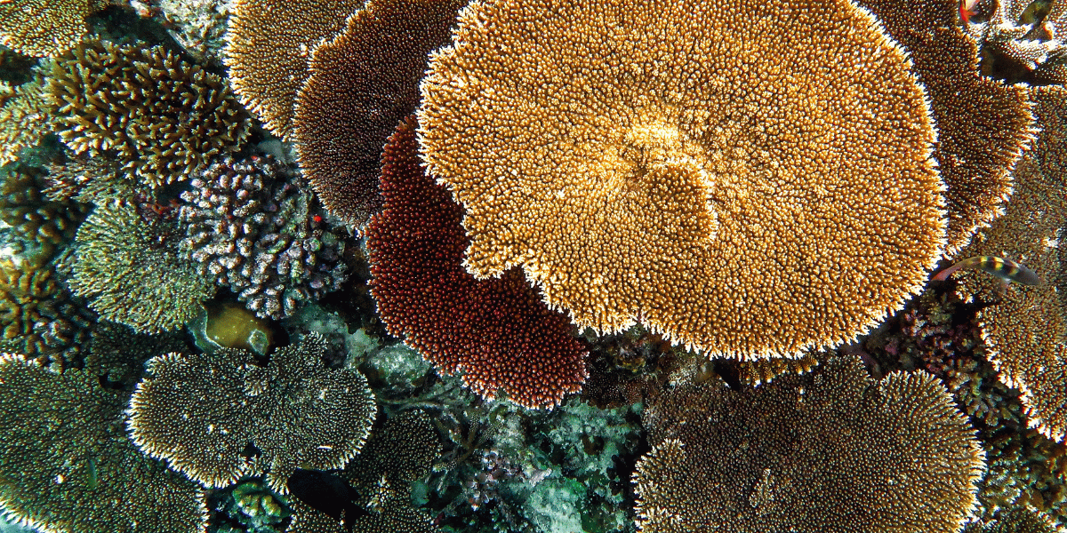 recif-corallien-thecoralplanters