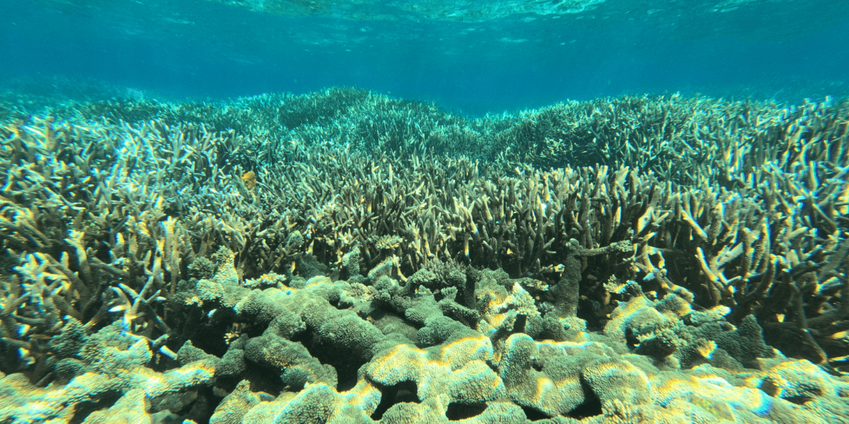 reef-coral-thecoralplanters