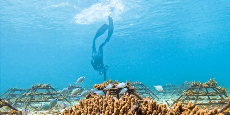 thecoralplanters-plongez-coraux