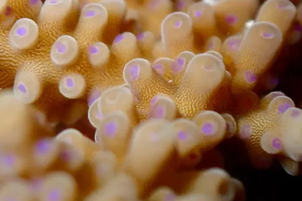 thecoralplanters-recif