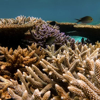 thecoralplanters-reef-restoration